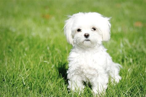 adoption bichon maltais